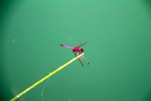 IMG_4541